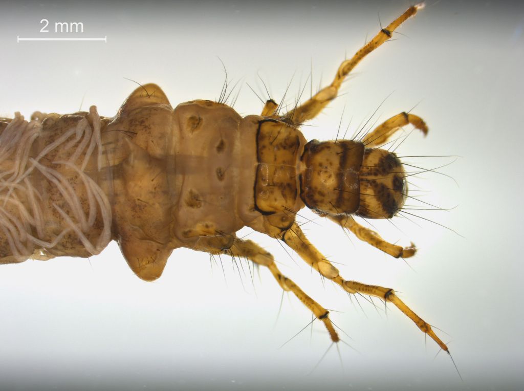 Limnephilus decipiens